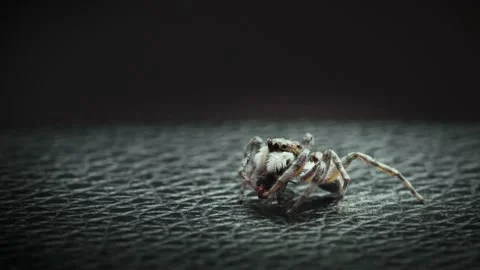 Macro video of jumping spider, menemerus semilimbatus. Stock Footage 231350345