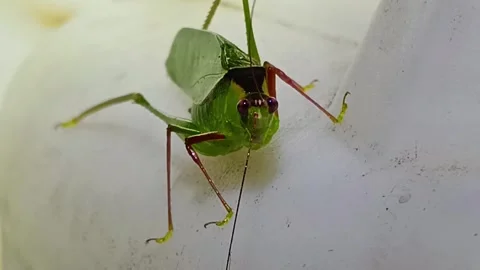 Macro Video of a Katydid "Winking" with a Long Antenna Stockbeeldmateriaal 332496924
