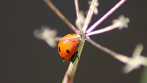 Macro video of a ladybug - 4K - ProRes Vídeos de archivo 162839139