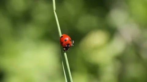 Macro video of Ladybug in the green grass. Ladybug on grass. Video stock 106808243