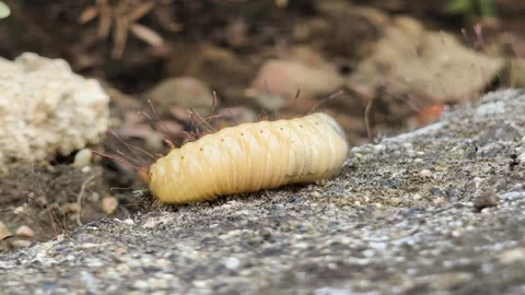 Macro video of a large beetle larva crawling on a concrete surface Stock Footage 344530110