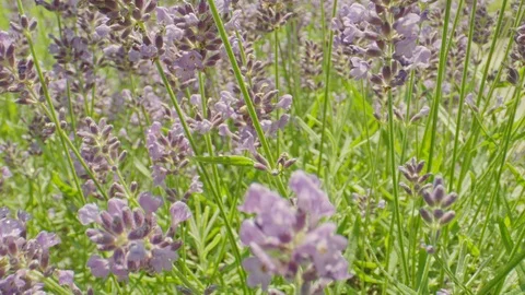 Macro video of lavender in the field with bees Video stock 111662317