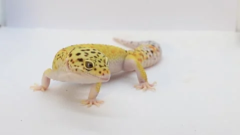 Macro video of a leopard gecko on a white background, create your own text Stock Footage 288215165