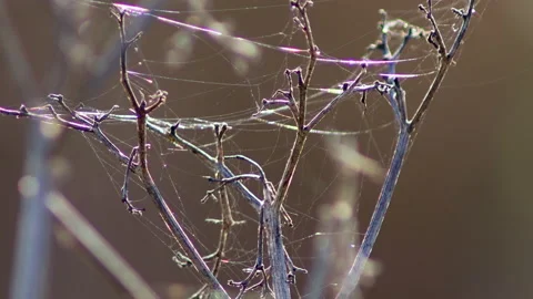Macro video on light reflections of a spider web in the meadow - 4k - ProRes Stock Footage 147666954