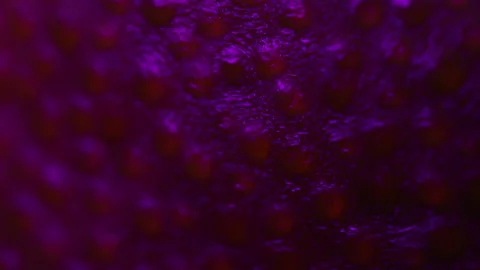 Macro video of a lime in dark colors Stock Footage 141734491