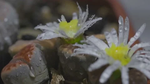 Macro video of lithops plants with flower and rain of water drops Stock Footage 165075318