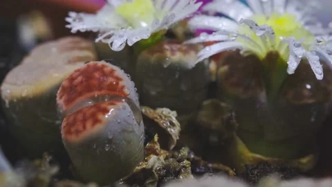 Macro video of lithops plants with flower and rain of water drops Video stock 165075416