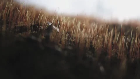 Macro video of moss and grass in smooth motion. Video stock 139341340