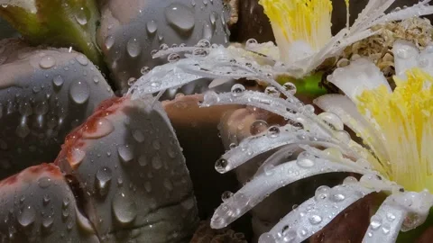 Macro video in motion of lithops succulents with flower and water drops Video stock 165075460