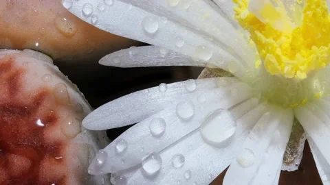 Macro video in motion of lithops succulents with flower and water drops Stock Footage 165075529