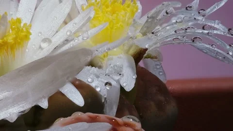 Macro video in motion of lithops succulents with flower and water drops Stock Footage 165075564