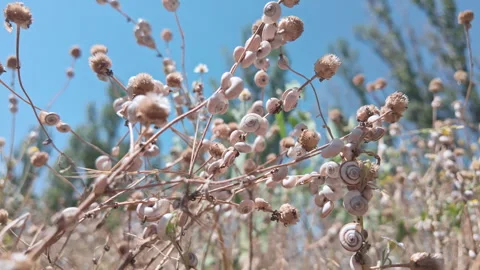 Macro video: moves along numerous steppe snails (Xeropicta derbentina) Stock Footage 341293057