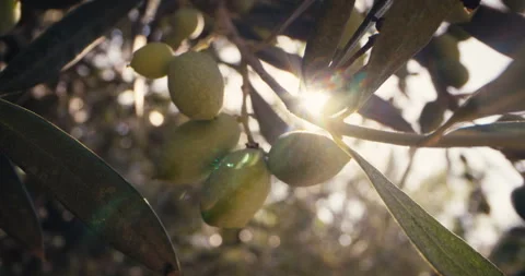 Macro video of olives growing on a tree branch in the garden. Stock Footage 250194893