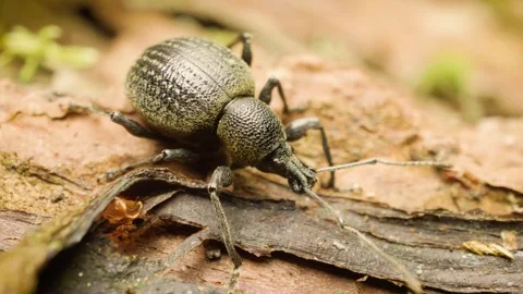 Macro video of otiorhynchus pseudonothus vine weevil Stock Footage 340327453