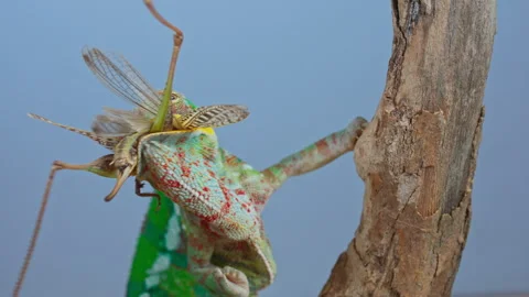 Macro video: panther chameleon feeding on big grey bush-cricket Stock Footage 340052488