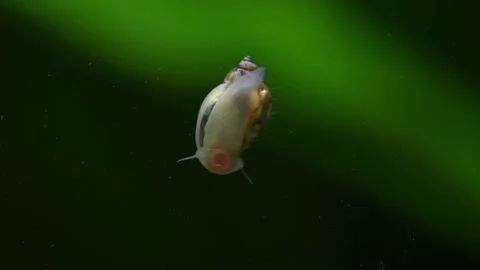 Macro Video of Physa Marmorata Snail Crawling on Green Leaf Stock Footage 328384606