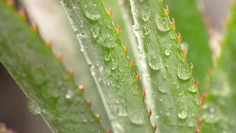 Macro Video of Pineapple Crown Leaves with Fresh Water Droplets, Spiky Texture. Stock Footage 317102445