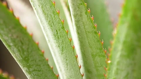 Macro Video of Pineapple Crown Leaves with Spiky Texture Stock Footage 317102519