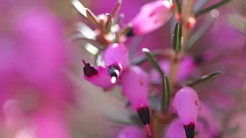 Macro video of pink heather (Erica) flowers blooming in spring Stock Footage 331714112