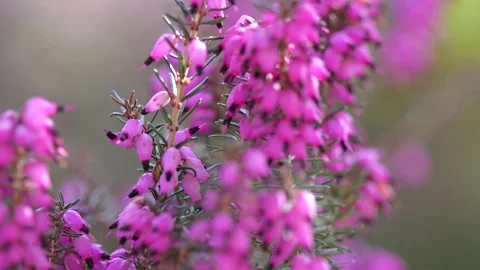 Macro video of pink heather (Erica) flowers blooming in spring Stock Footage 331714130