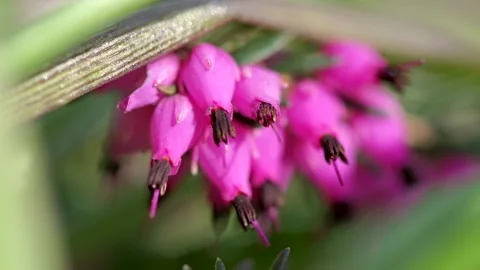  Macro video of pink heather (Erica) flowers blooming in spring Stock Footage 331719964