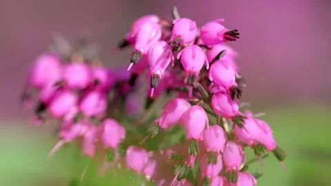  Macro video of pink heather (Erica) flowers blooming in spring Stock Footage 331720052