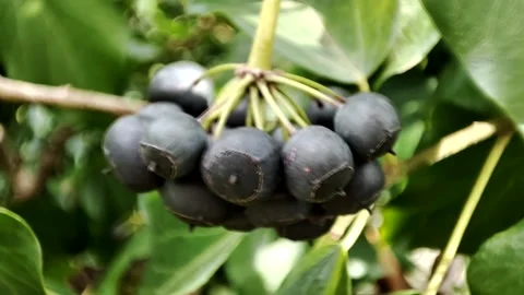 Macro video of a plant. Vídeos de archivo 235174416