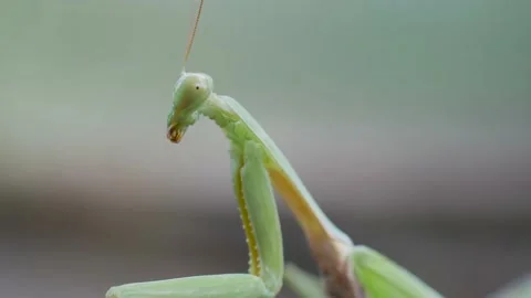 Macro video of praying mantis Video stock 167535919
