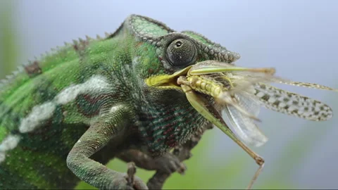 Macro video of predator chameleon feeding on large grasshopper Stock Footage 341294086