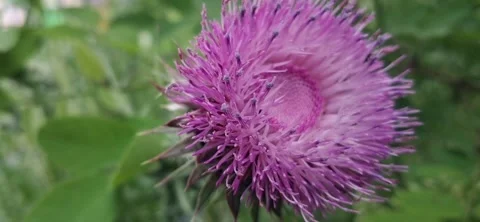 Macro Video of Purple Thistle Flower with Focus on Foreground 動画素材 335524462
