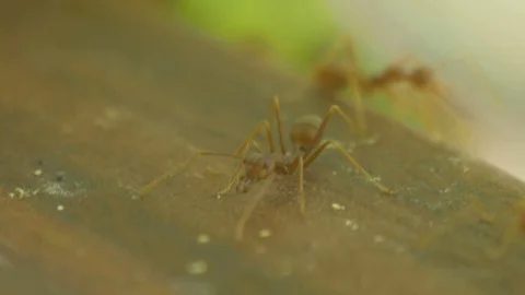 Macro video recording, close-up: ant. Stock Footage 95742236