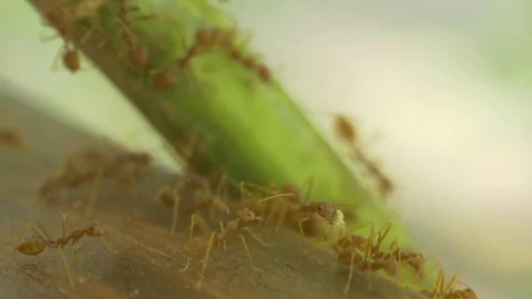 Macro video recording, close-up: ant, ants. The ant bears food. Stock Footage 95742237