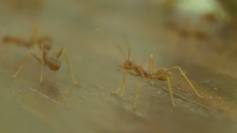 Macro video recording, close-up: ant. The ant crawls. Stock Footage 95742244