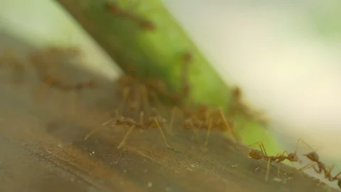 Macro video recording, close-up: ant, ants. The ant crawls. Crawling ants. Stock Footage 95742257