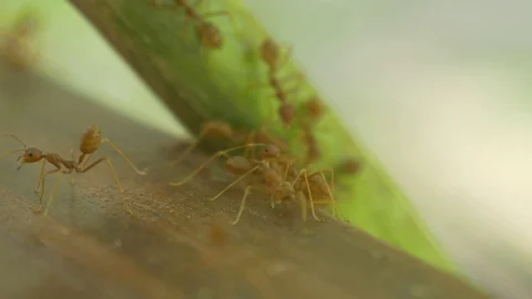 Macro video recording, close-up: ant, ants. Stock Footage 95742270