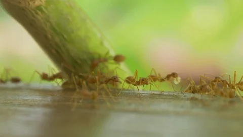 Macro video recording, close-up: ant, ants. Crawling ants. Stock Footage 95742285
