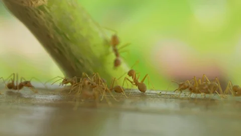 Macro video recording, close-up: ant, ants. The ant crawls. Crawling ants. Stock Footage 95742287
