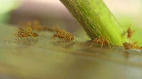 Macro video recording, close-up: ant, ants. Stock Footage 95742297