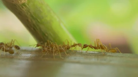 Macro video recording, close-up: ant, ants. The ant crawls. Crawling ants. Stock Footage 95742298