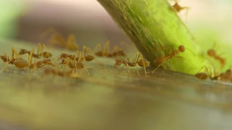 Macro video recording, close-up: ant, ants. The ant crawls. Crawling ants. Stock Footage 95742310
