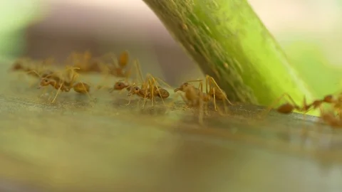 Macro video recording, close-up: ant, ants. The ant bears food. Stock Footage 96240407