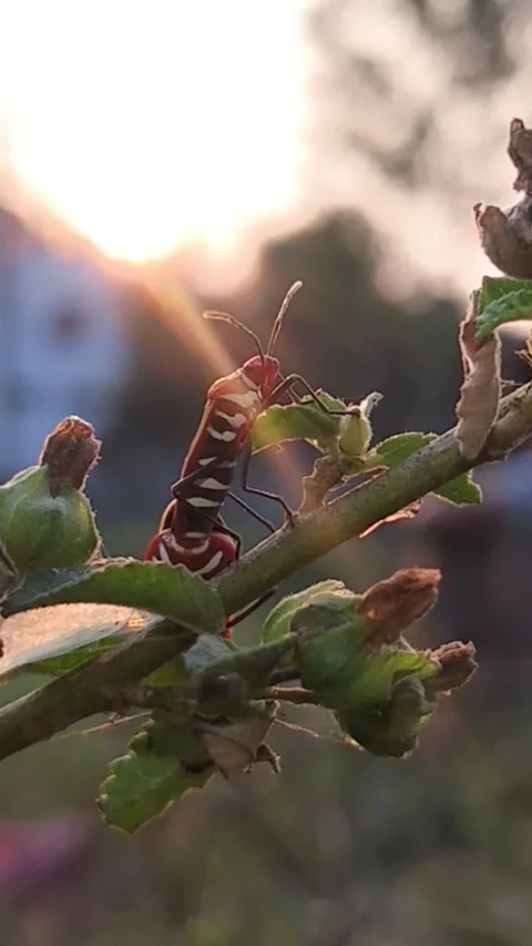 Macro Video of Red and Black Cotton Stainer Bugs Mating Against Sunset Light Stock Footage 322774221