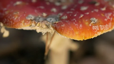 Macro video of a red fly agaric. Stock-Footage 318593095