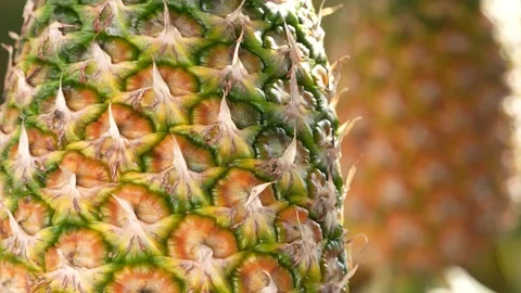 Macro Video of a Ripe Pineapple's Geometric Skin Texture. Stock Footage 318658837