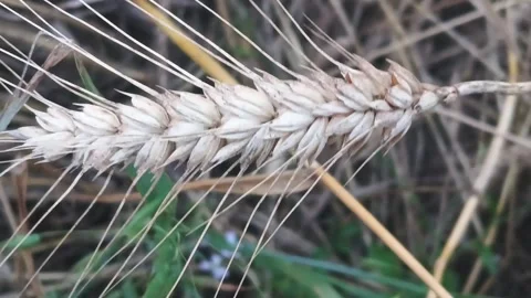 Macro Video of Ripe Wheat Ear Swaying in the Wind, Golden Hour Stock Footage 332388747