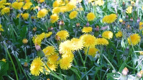 Macro video shooting motion of blossoming dandelion flowers close-up from wind Stock Footage 90492024