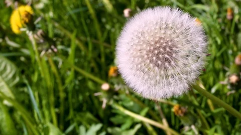 Macro video shooting motion of blossoming dry dandelion flowers from wind Stock Footage 90492052