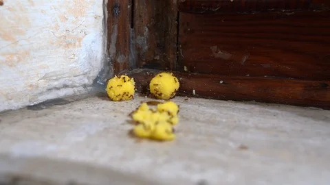 Macro video shot of crawling disgusting ants eating toxic yellow balls Stock Footage 115443741