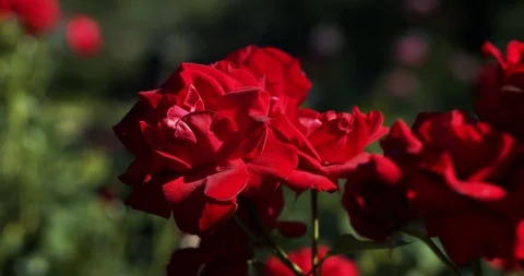 Macro video shot of red rose bud trembling in wind on sunny summer day  Stock Footage 120008243