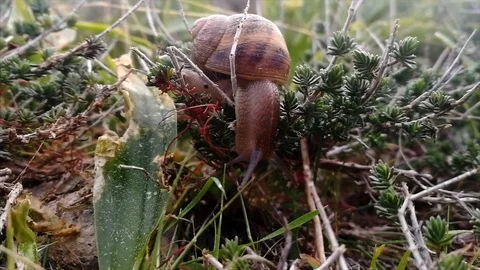 Macro video shot of snail crawling creeping in wild nature forest background.  Stock Footage 106434167